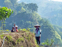 Cultures en montagne - Java- Indonésie